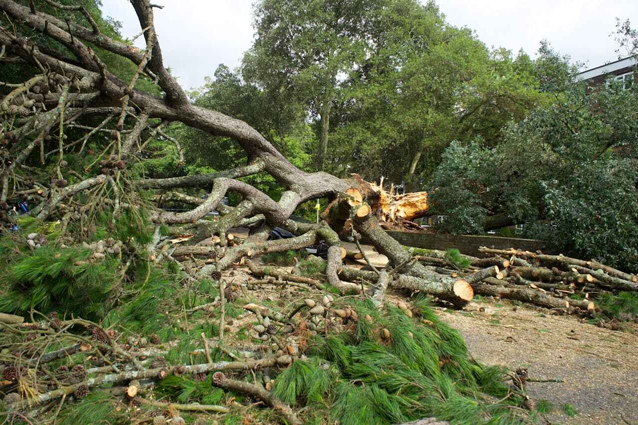 Tree Removal for Businesses in Bel Ridge, MO